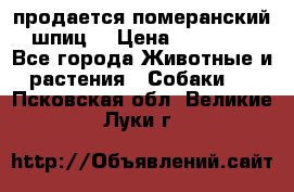 продается померанский шпиц  › Цена ­ 35 000 - Все города Животные и растения » Собаки   . Псковская обл.,Великие Луки г.